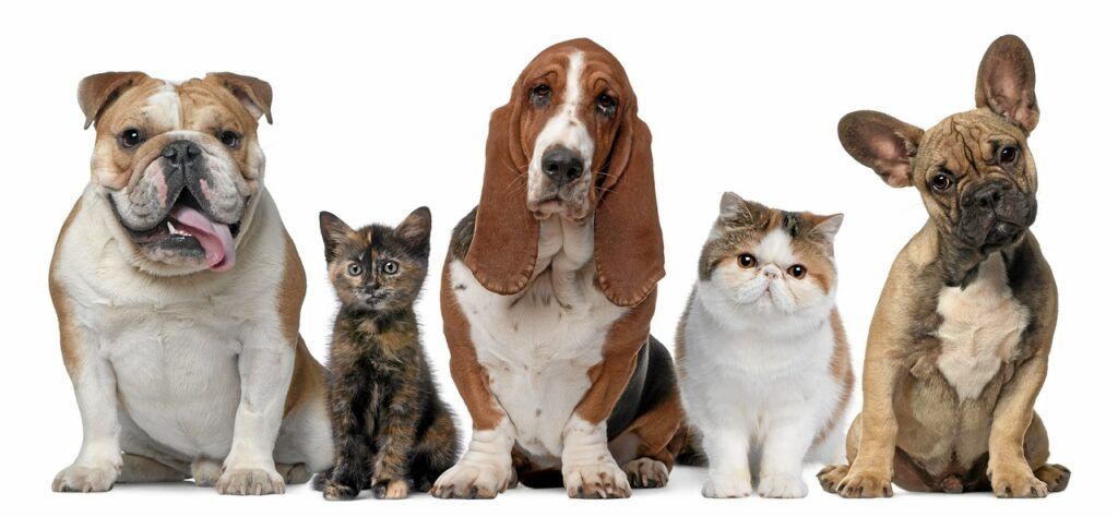 perros y gatos que miran al frente de Pide1Vet Veterinaria a Domicilio en Madrid