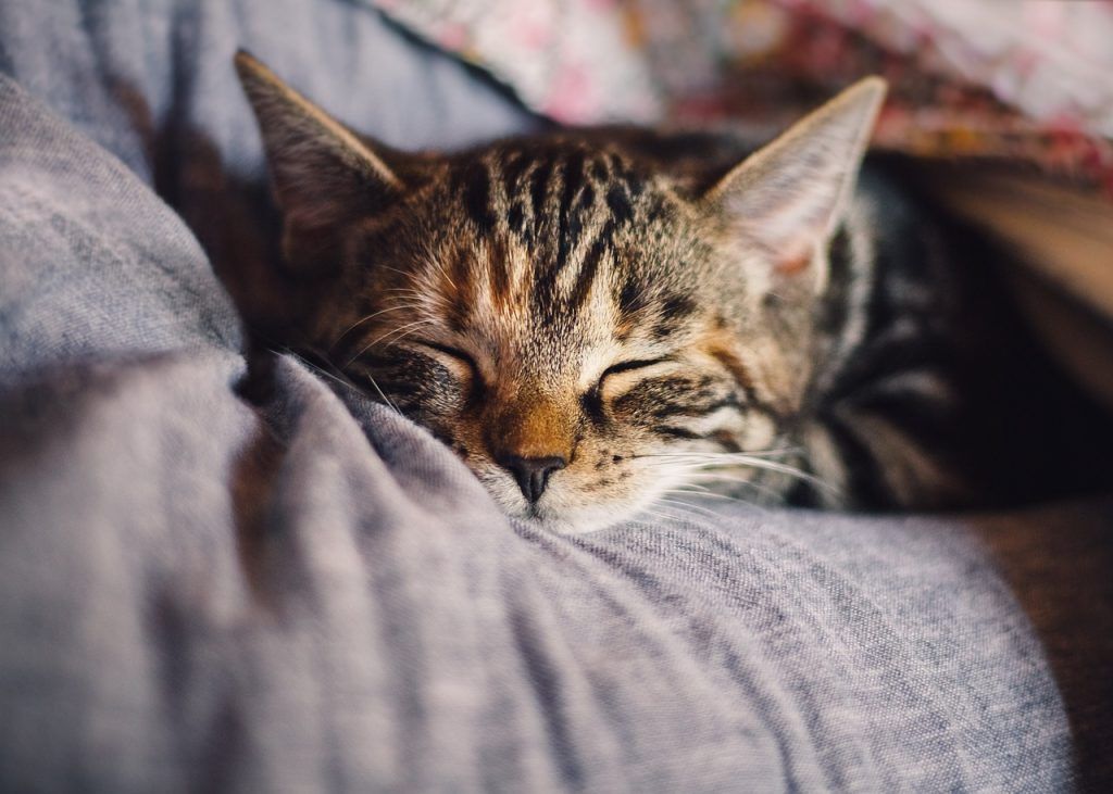 gato durmiendo en su hogar de pide1vet veterinario a domicilio en Madrid