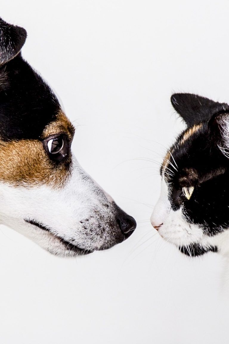 gato y perro se miran de la página de inicio de Pide1Vet tu veterinario a domicilio en Madrid