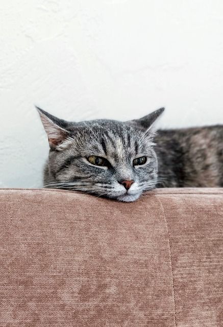 gato en su casa de Pide1Vet - Veterinaria a domicilio en Madrid