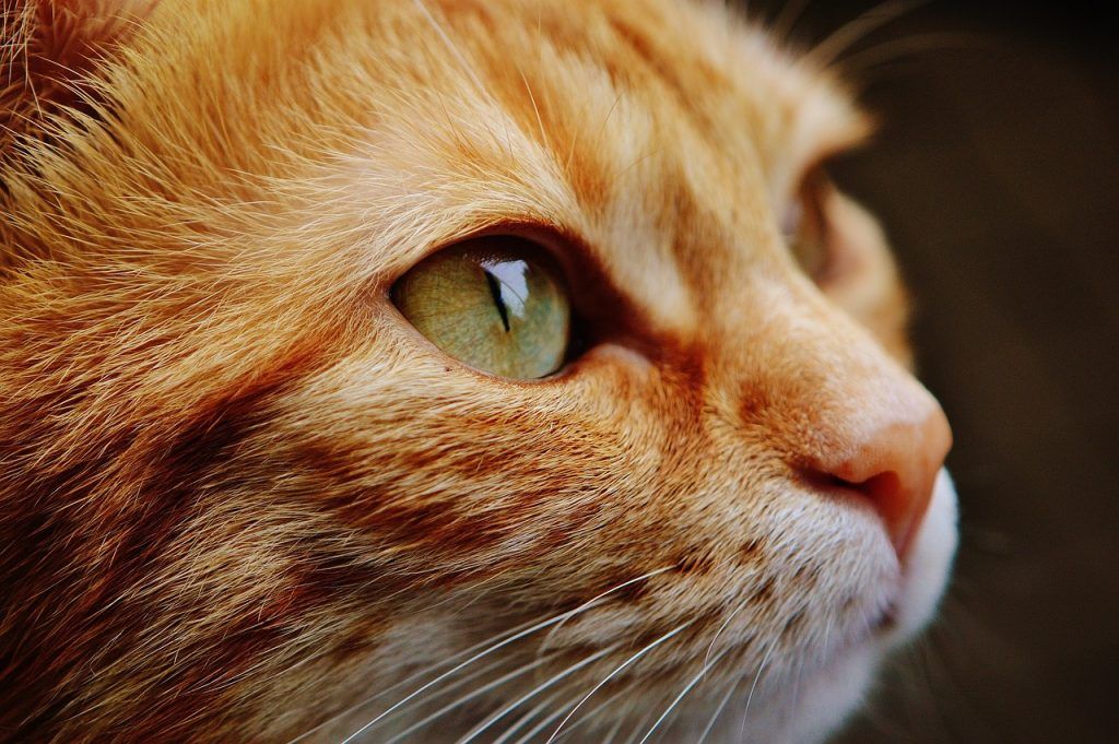 imagen de un gato mirando del formulario de pide1vet veterinario a domicilio en Madrid