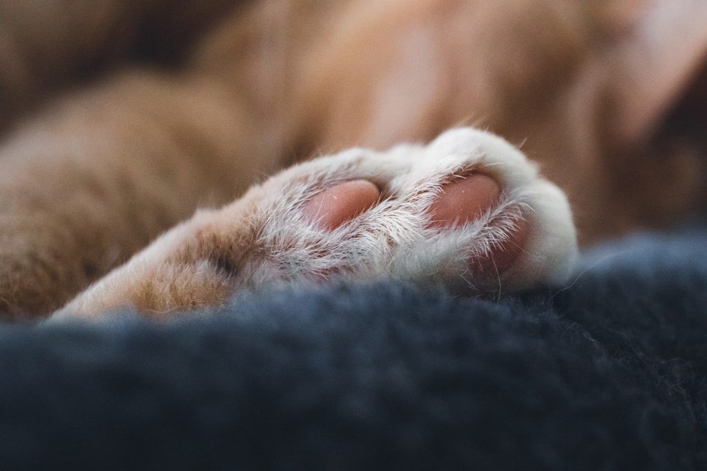 huella de gato de pide1vet clínica veterinaria a domicilio en Madrid para explicar la eutanasia