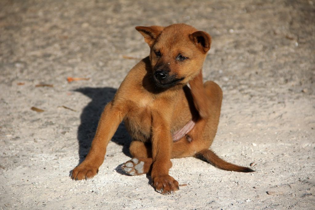 perro se rasca por pulgas o garrapatas. es de un blog de pide1vet tu veterinario a domicilio en Madrid explicando antiparasitarios externos