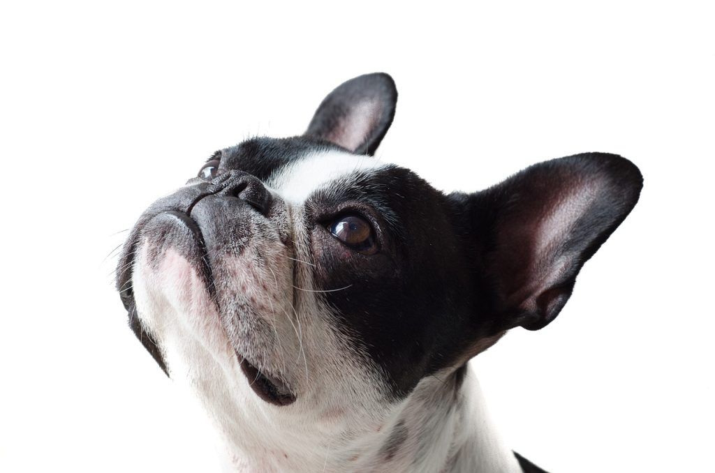 foto de un bulldog francés mirando hacia arriba de pide1vet veterinario a domicilio en Madrid