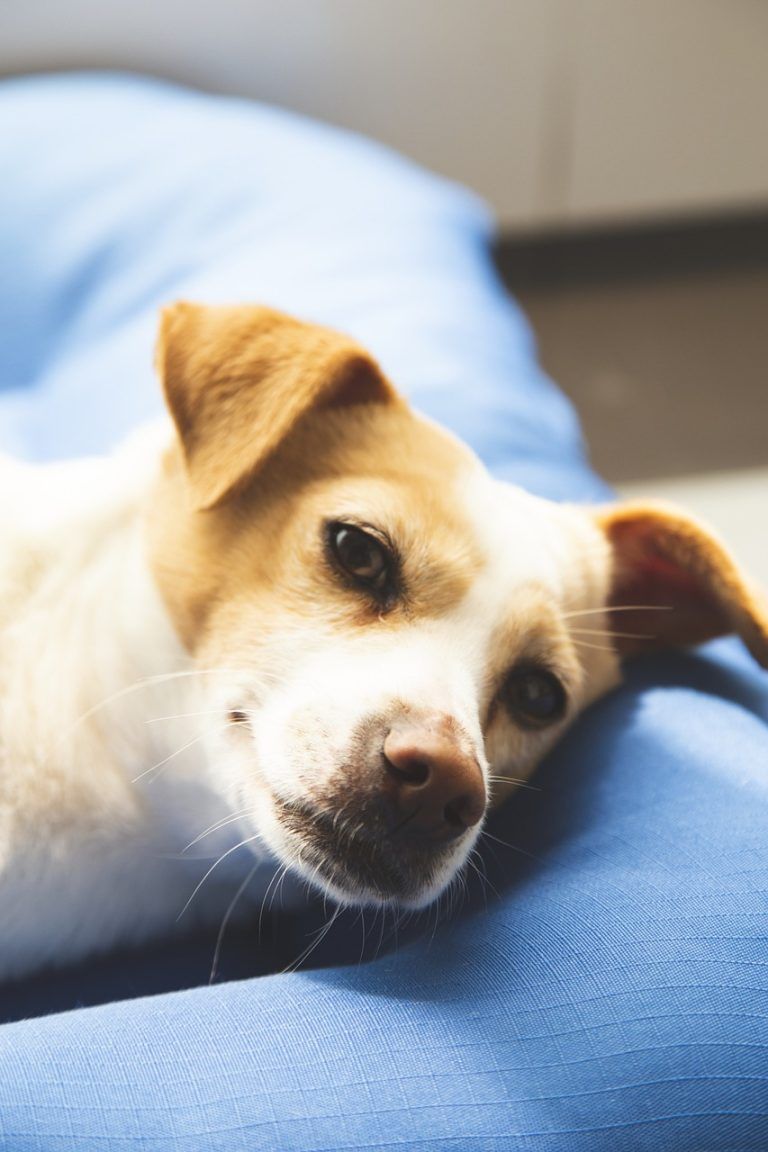 perro tumbado tranquilo en casa de Pide1Vet Veterinaria a Domicilio en Madrid