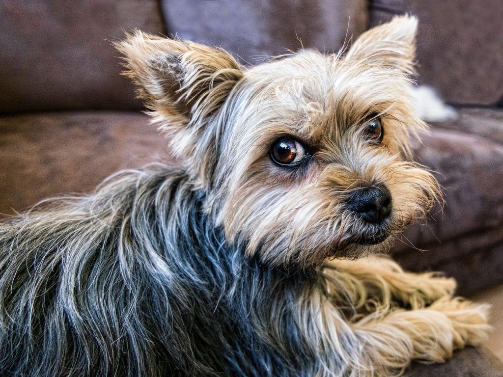 perro de raza yorkshire mirando atrás de pide1vet veterinario a domicilio en Madrid