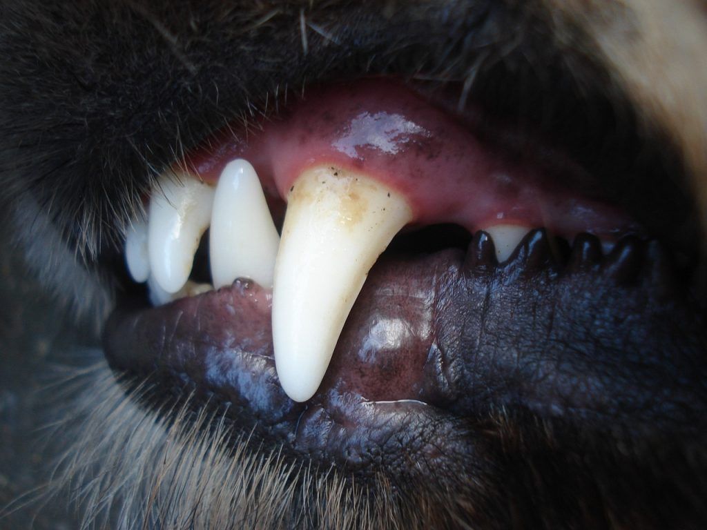 dientes de perro de pide1vet veterinaria a domicilio en madrid donde explica salud bucal