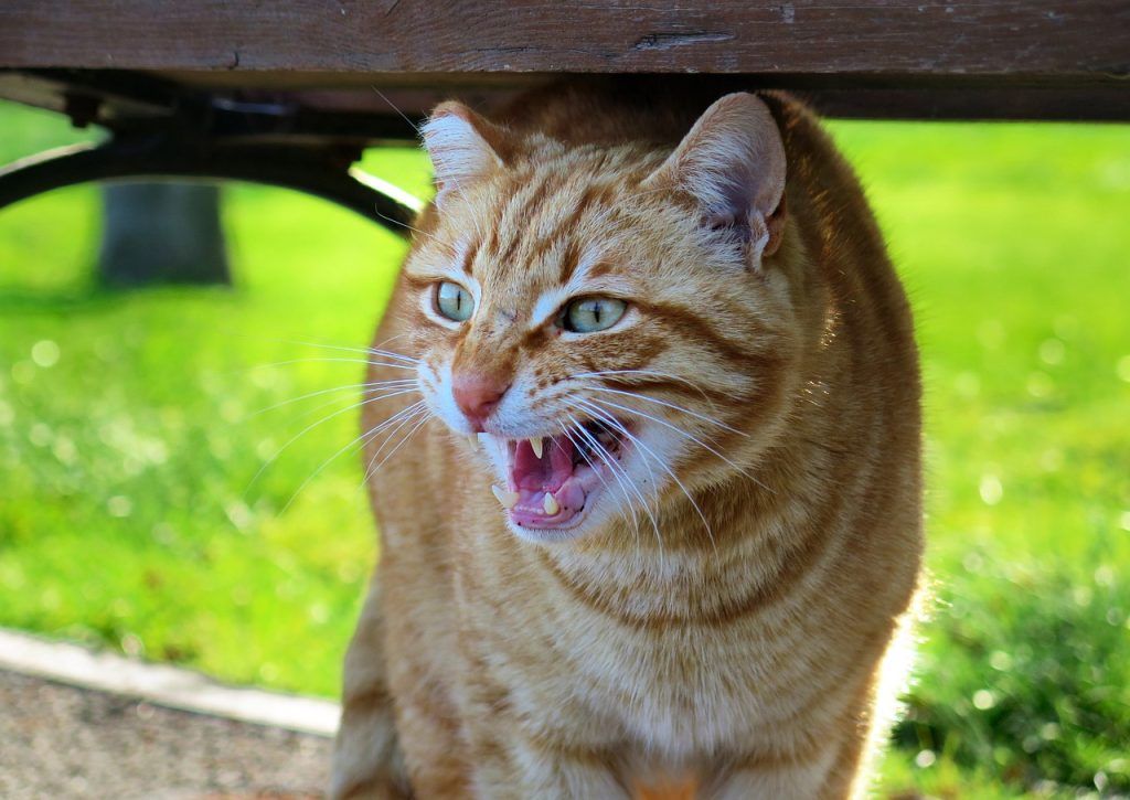 Gato con estrés o miedo. Usado para recomendación de Pide1Vet veterinario a domicilio en Madrid para prevenir el estrés en gatos y perros