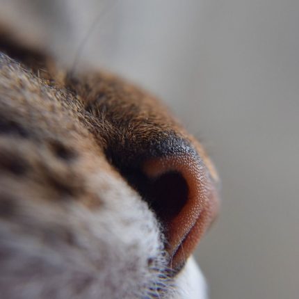 imagen de una nariz de un gato de Pide1Vet tu veterinario a domicilio en Madrid